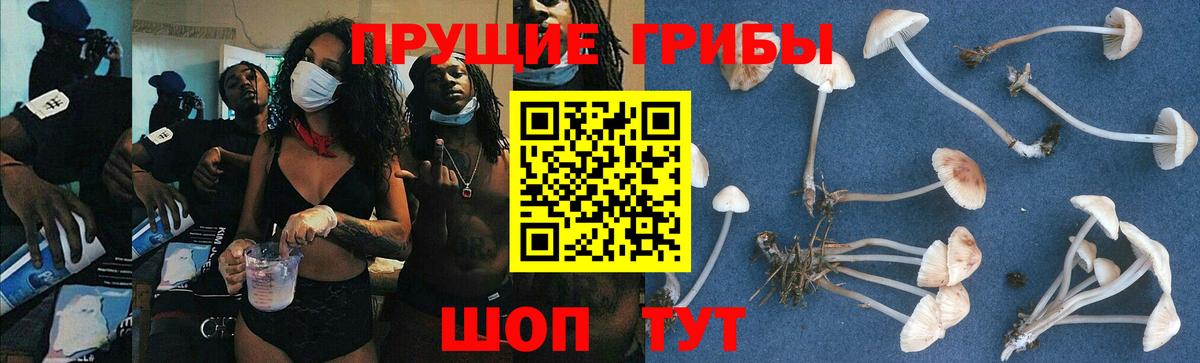 Галлюциногенные грибы Psilocybine cubensis  где купить   Городец  Вход с VPN 